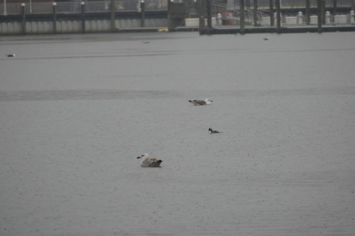 red-bank-waterfowl-021320-1-500x332-9159190