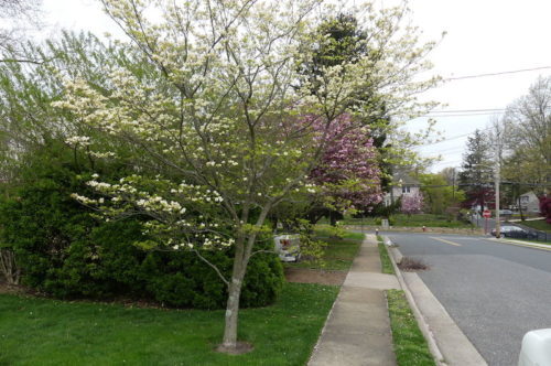 red-bank-fair-haven-lake-avenue-trees-042320-500x332-8905342