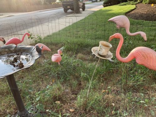 flamingos-081720-500x375-6923276