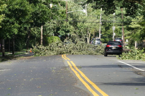 shrewsbury-sycamore-tree-down-080420-500x332-6509401