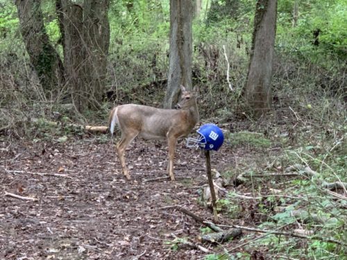 little-silver-deer-090920-500x375-6550501