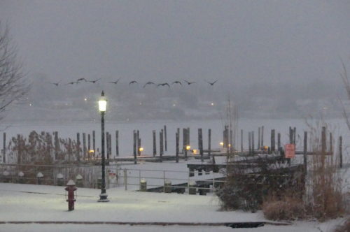 red-bank-snowstorm-canada-geese-013121-500x332-9536907