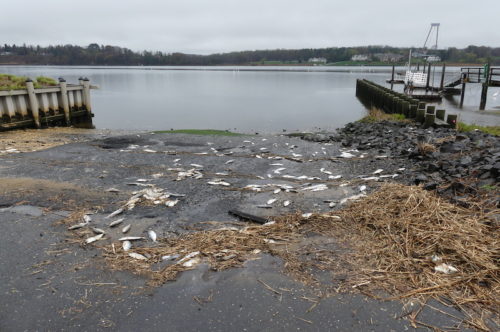 fair-haven-navesink-fish-kill-041521-500x332-1179677