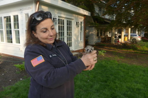 red-bank-animal-debbie-nagel-raccoon-050421-500x332-4725482