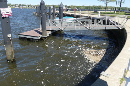 red-bank-navesink-fish-kill-050121-2-500x332-3503278