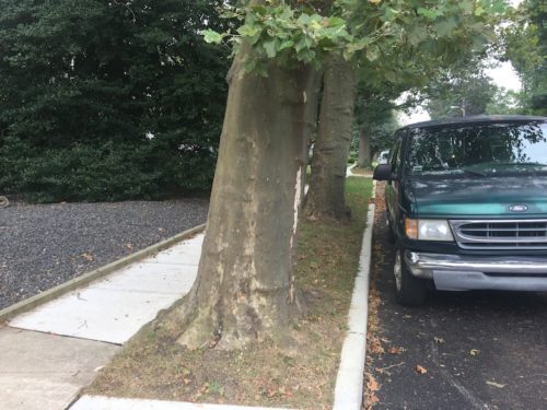 red-bank-hudson-avenue-trees-082921-2-500x375-7079335