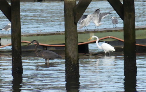 red-bank-birds-092121-2-500x317-6582102