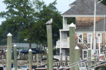 red-bank-birds-seagull-092121-2-220x146-5236960