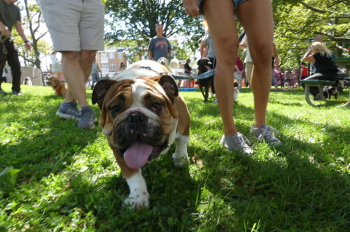 red-bank-dog-days-091121-11-500x332-6817061