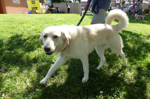 red-bank-dog-days-091121-12-500x332-6998768