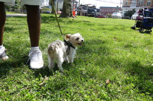 red-bank-dog-days-091121-13-500x332-7989482