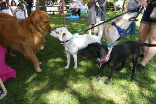 red-bank-dog-days-091121-2-500x332-9226895