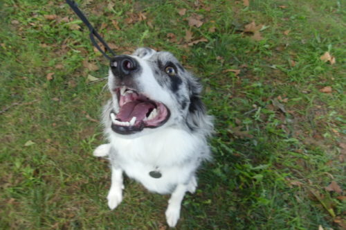 red-bank-dog-days-091121-3-500x332-9486680