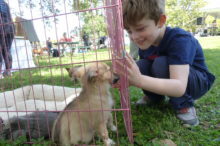 red-bank-dog-days-091121-4-220x146-6853667