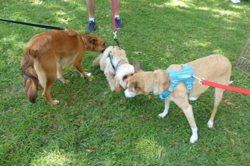 red-bank-dog-days-091121-5-500x332-4620218