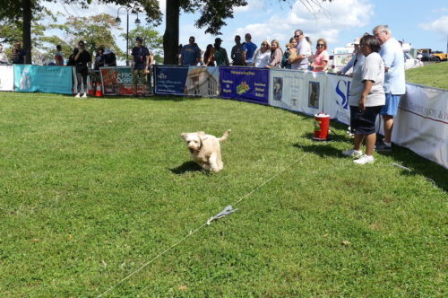 red-bank-dog-days-091121-9-500x332-4406242