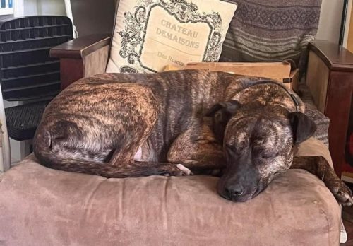 little-silver-stolen-dog-112022-1-500x348-6341913