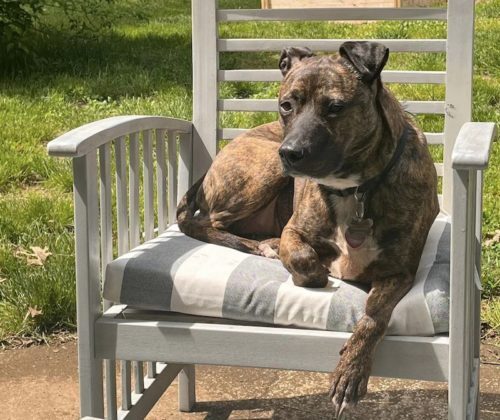 little-silver-stolen-dog-112022-3-500x420-9437414