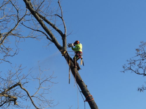 red-bank-tree-removal-012723-2-500x375-6453567