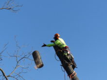 red-bank-tree-removal-012723-3-220x165-2864981