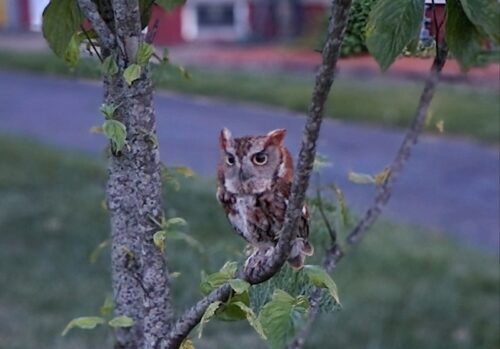 hudson-owl-052123-500x349-4365993
