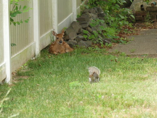 deer-1-squirrel-061223-2-copy-500x375-2239226