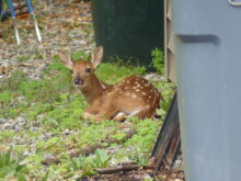 deer-2-squirrel-061223-2-copy-220x165-4782592