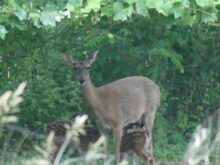 deer-and-fawns-061223-1-copy-220x165-2429731
