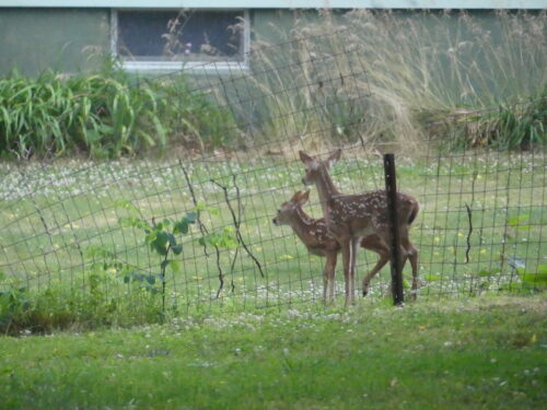deer-and-fawns-061223-copy-2-500x375-8548333