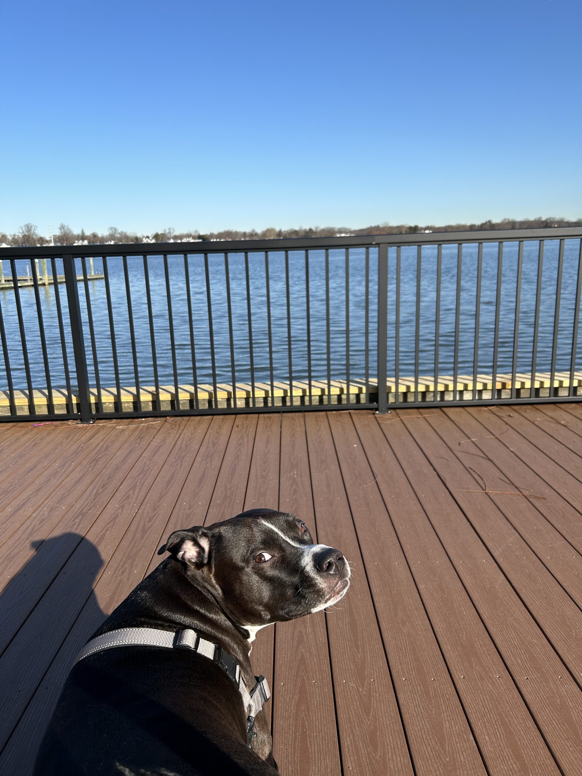 Arlo New Jersey lottery dog