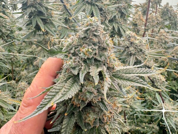 15 Leonard Street cannabis 05012025