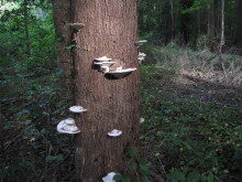 fh-fields-fungus-2-092113-220x165-9794623