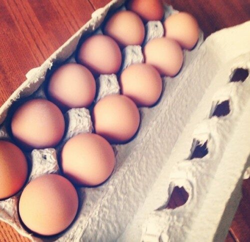 hauser-eggs-500x485-8373288