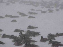 rumson-geese012114-1-220x165-5963294