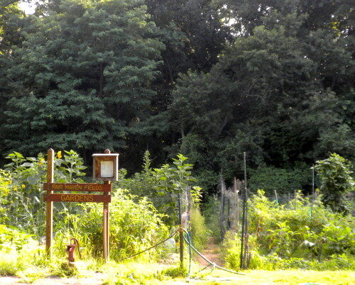 community-garden-500x402-5604339