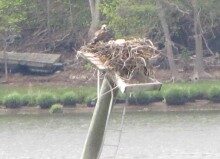 osprey-nest-050913-2-220x159-3926100