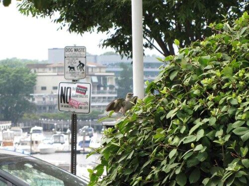 rbpl-bird-071414-4-500x375-1720190