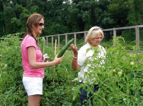 073114-shrewsbury-garden-cukes-500x370-9691200