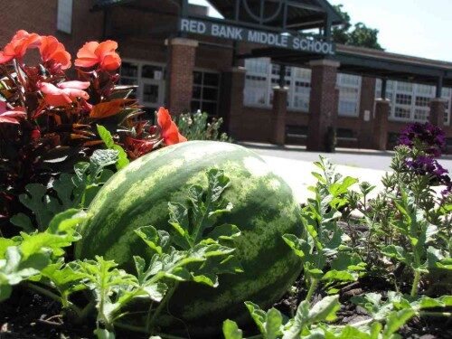 rbms-watermelon-081414-500x375-8538377