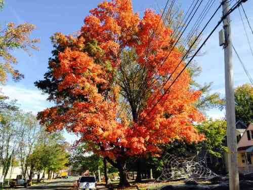 shrews-tree-102014-500x375-8654881