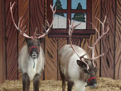 reindeer-3731642