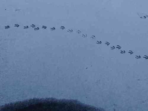 navesink-ice-010915-500x375-4092128