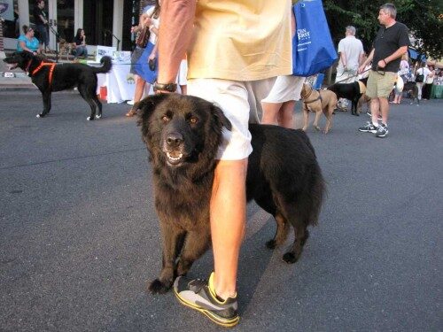 rb-dog-days-073013-20-500x375-9205343