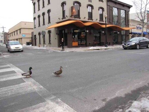 rb-fowl-022615-1-500x375-4885120