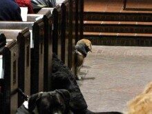rumson-dog-mass-031415-3-220x165-7941892