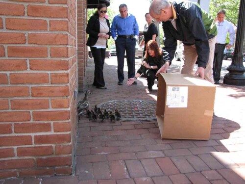 rb-ducks-051415-5-500x375-6741591