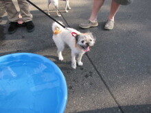 dog-days-072215-6-220x165-5539210