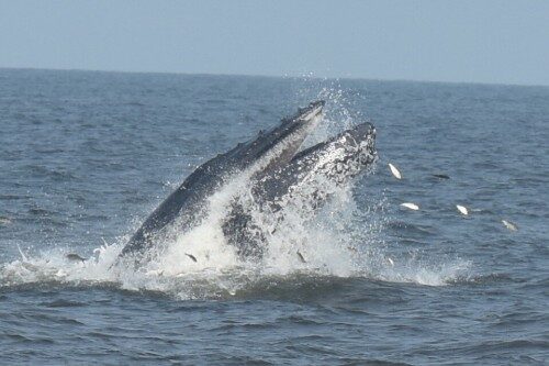 sb-whale-070515-500x333-1616486