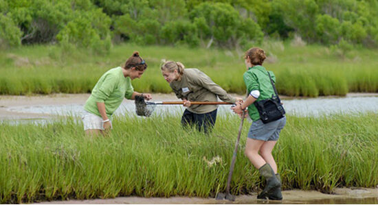 bioblitz-7620536