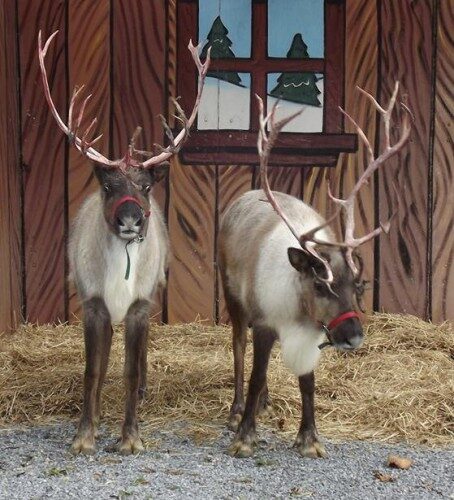 reindeer-454x500-3313538